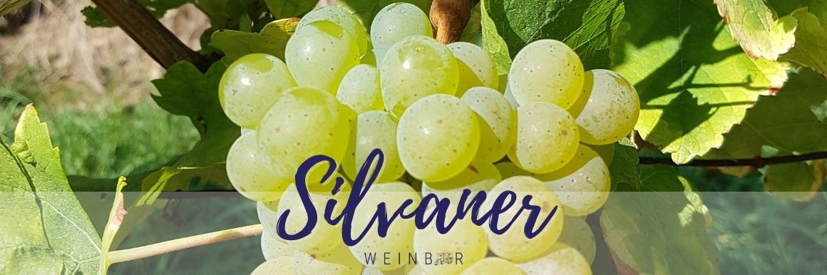 Silvaner