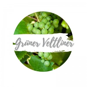 Grüner Veltliner am Rebstock