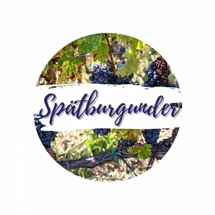 Spätburgunder / Pinot Noir