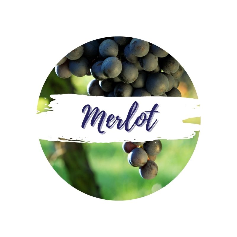 Merlot