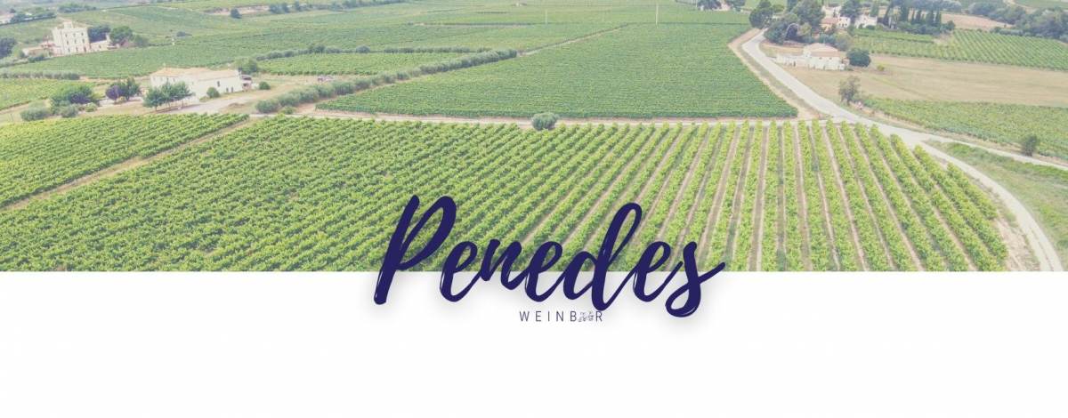 Top Weine aus der Anbauregion Penedes online kaufen