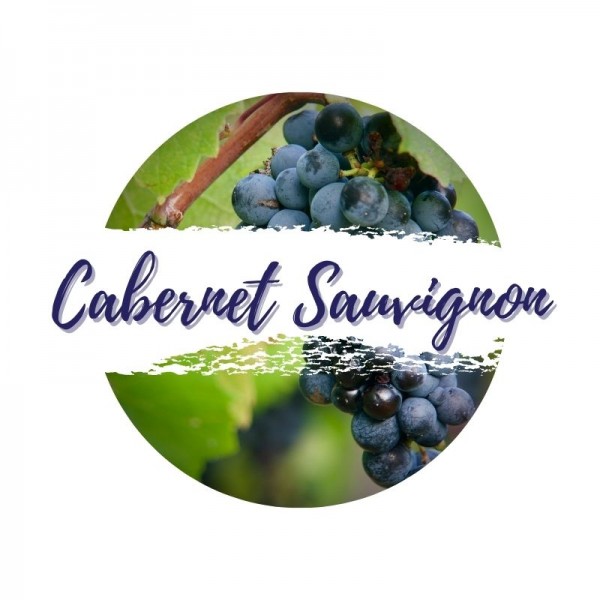 Cabernet-Sauvignon am Rebstock