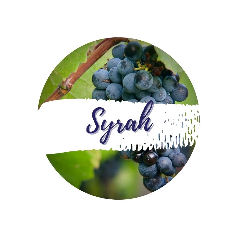 Syrah / Shiraz
