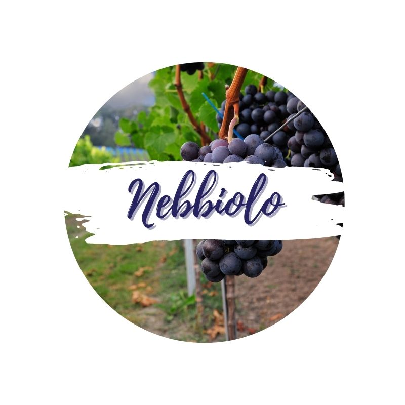 Nebbiolo