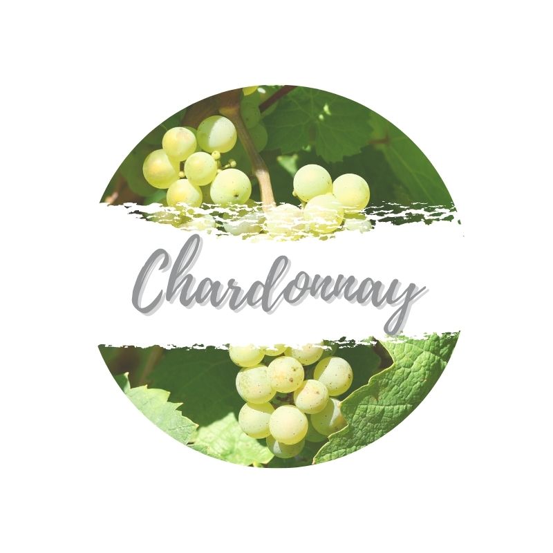 Chardonnay