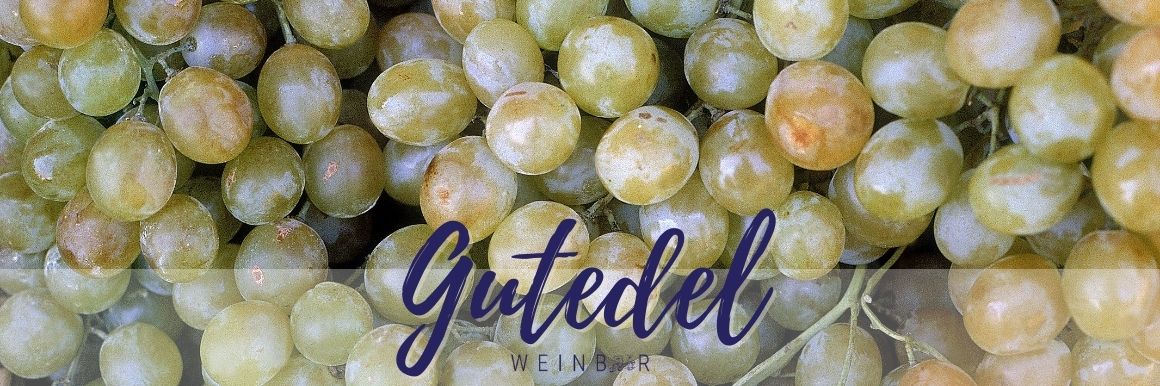 Gutedel